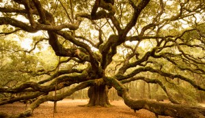 AngelOakTree_articleSpan02